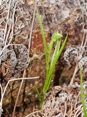 Pterostylis graminea