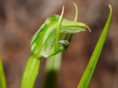 Pterostylis graminea