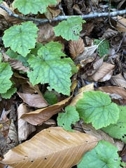 Tiarella