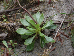Montia parvifolia