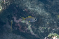 Schuettea scalaripinnis