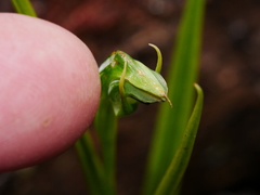 Pterostylis graminea