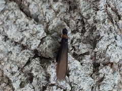 Kalotermes flavicollis