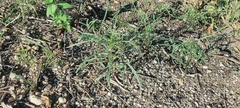 Senecio flaccidus monoensis