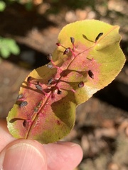 Eriophyes cerasicrumena