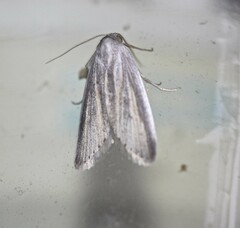 Prionopterina grammatistis