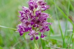 Orchis simia