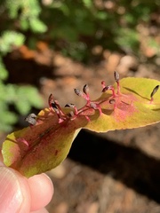 Eriophyes cerasicrumena