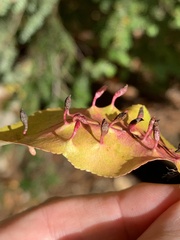 Eriophyes cerasicrumena