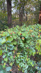 Ipomoea hederifolia