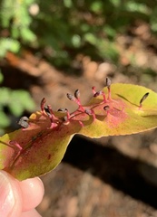 Eriophyes cerasicrumena
