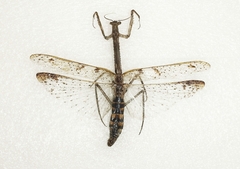 Pseudovates