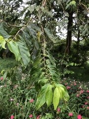 Coffea arabica