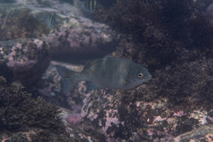 Kyphosus