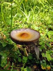 Psilocybe cubensis
