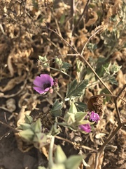 Sphaeralcea obtusiloba