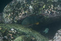 Plectroglyphidodon gascoynei