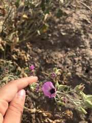 Sphaeralcea obtusiloba