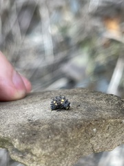 Coccinella septempunctata