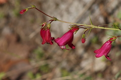 Penstemon roseus