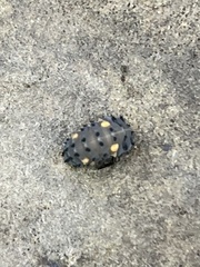 Coccinella septempunctata