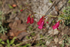 Penstemon roseus