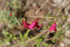 Penstemon roseus