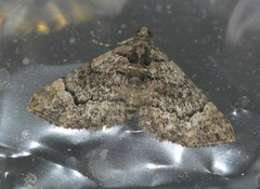 Eucymatoge peplodes
