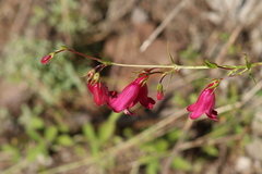Penstemon roseus