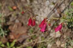 Penstemon roseus