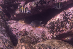 Plectroglyphidodon gascoynei