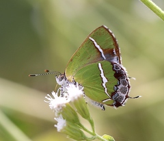 Chlorostrymon simaethis