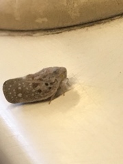 Metcalfa pruinosa