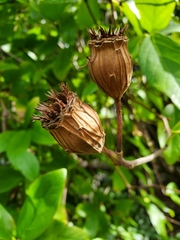 Calycanthus occidentalis