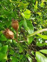 Calycanthus occidentalis