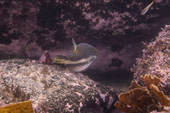 Canthigaster callisterna