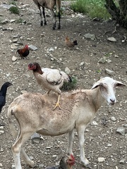 Ovis aries