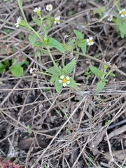 Galinsoga quadriradiata