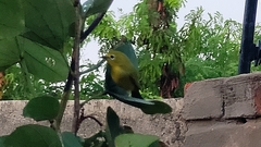 Zosterops anderssoni