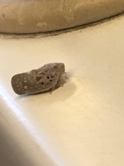 Metcalfa pruinosa