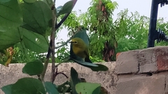 Zosterops anderssoni