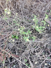 Galinsoga quadriradiata