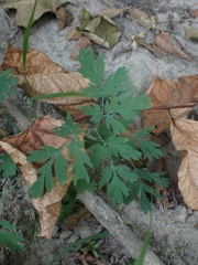 Dicentra formosa