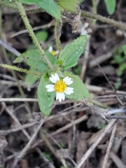Galinsoga quadriradiata