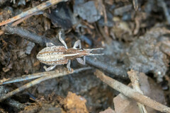 Charagmus gressorius