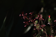 Lopezia racemosa