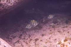 Abudefduf vaigiensis