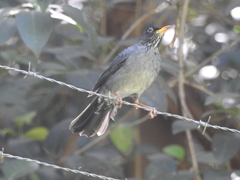 Turdus nigriceps