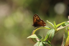 Paramacera xicaque xicaque