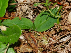 Chiloglottis cornuta